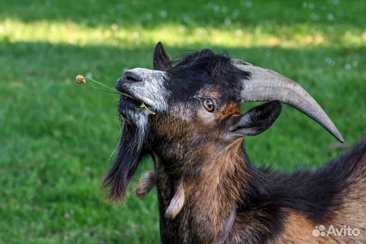 Обмен на другого козлика