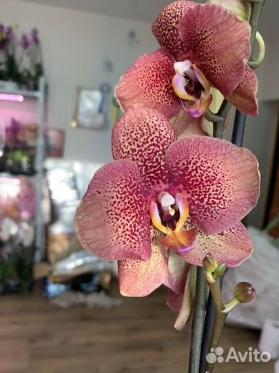 Орхидея Разные