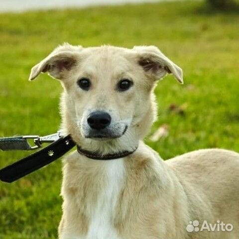 Стефания в дар