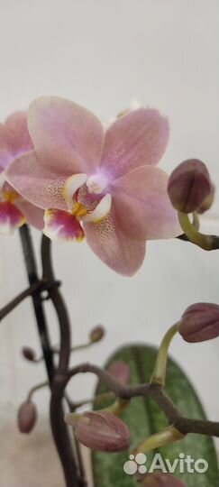 Фаленопсис Diffusion D12/45