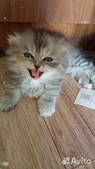 Продам котят