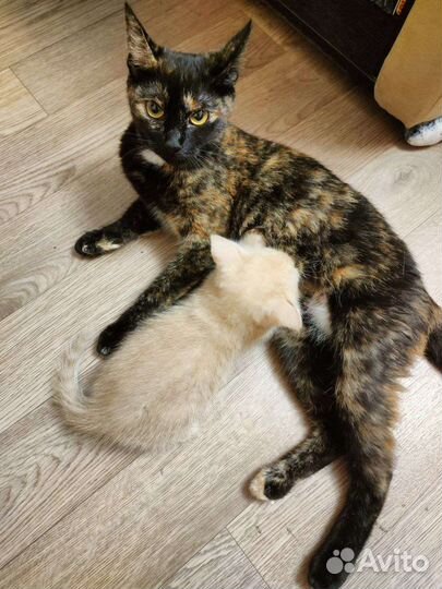 Рыжий котенок в добрые руки