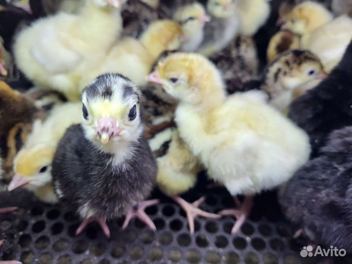 Индюшата домашние