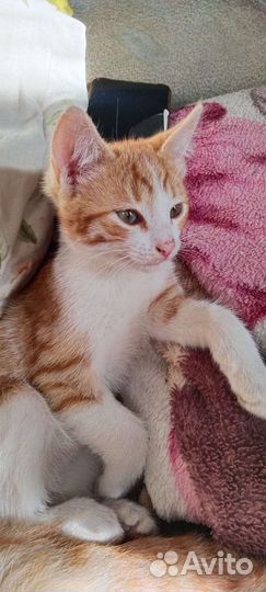 Ласковый котенок