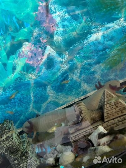 Аксолотль 2 амфибии