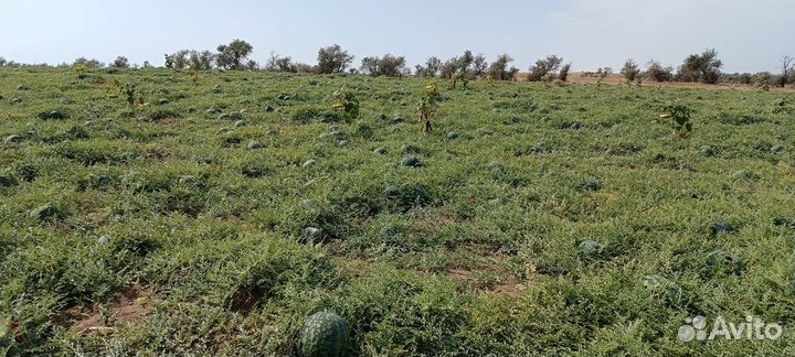 Арбуз холодок