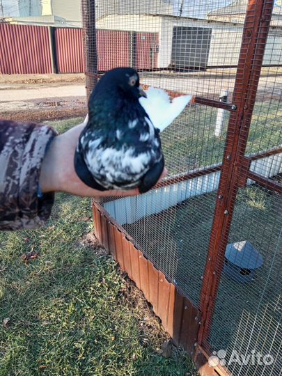 Продам голубя