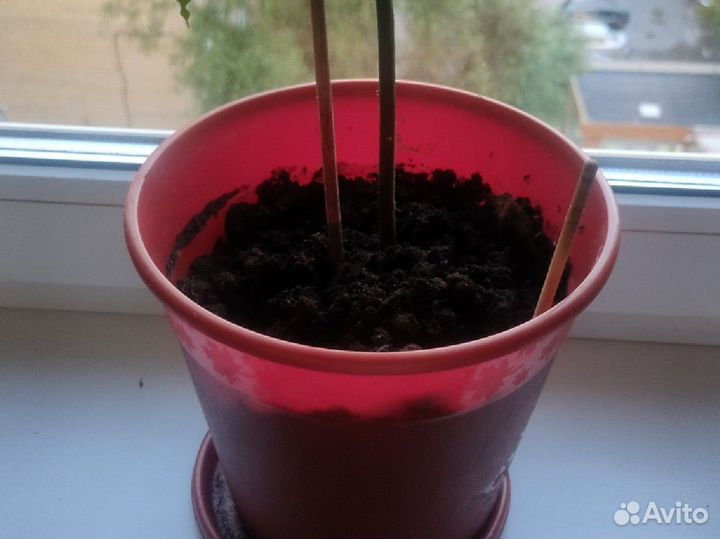 Авокадо Хасс дерево