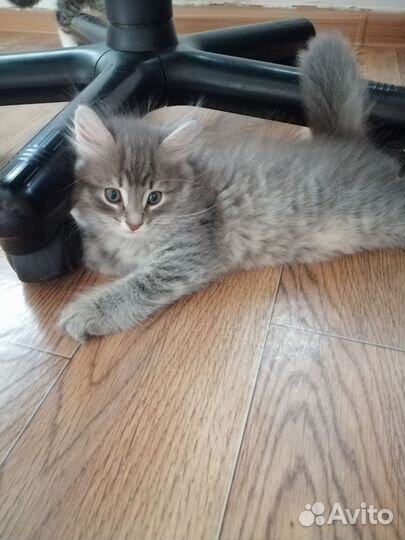 Кошки в добрые руки