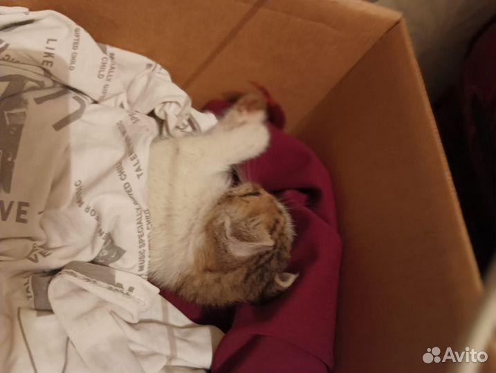 Котята в добрые руки бесплатно