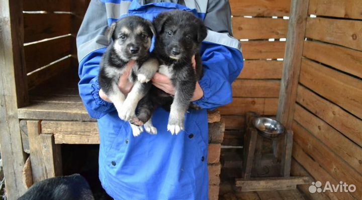 Щенки овчарки вео (метисы)