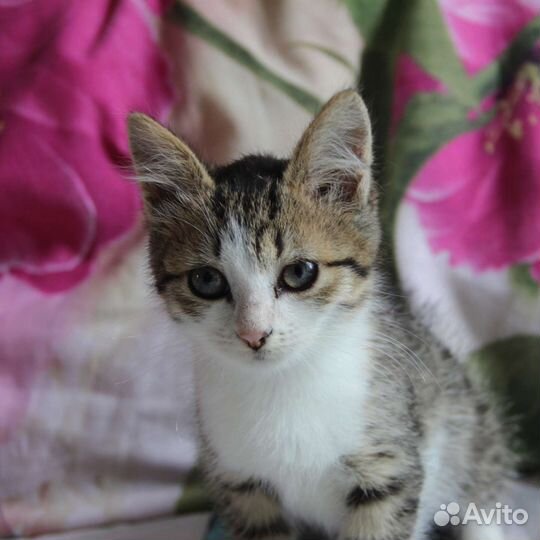 Котёнок девочка в добрые руки бесплатно