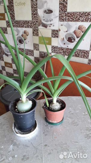 Индийский лук