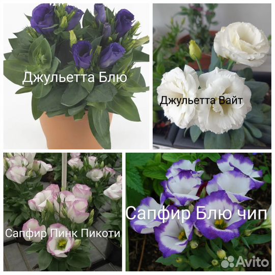 Эустома рассада