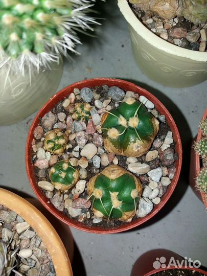 Кактус Гимнокалициум Horstii