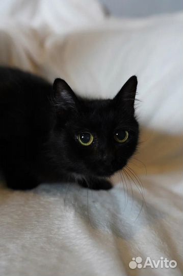 Черная пушистая кошечка в добрые руки
