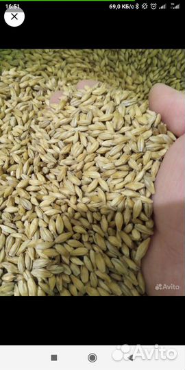 Солод хмель