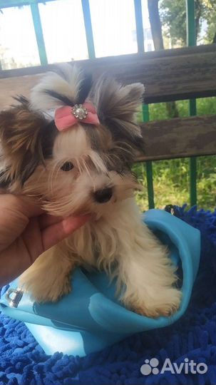 Бивер щенки