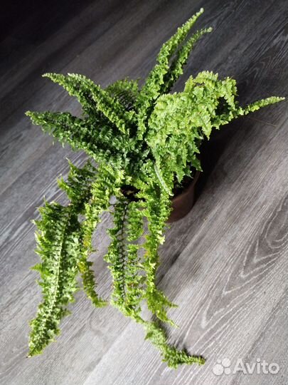 Папоротник нефролепис кудрявый