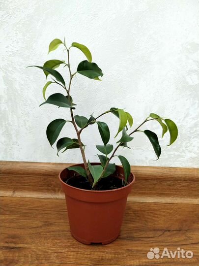 Фикус бенджамина