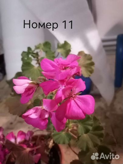 Пеларгония герань сортовая