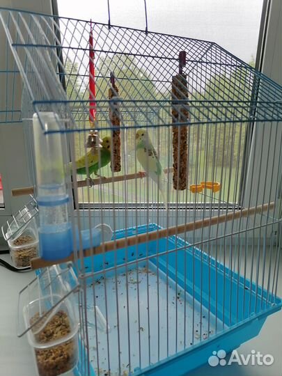 Волнистый попугай с клеткой