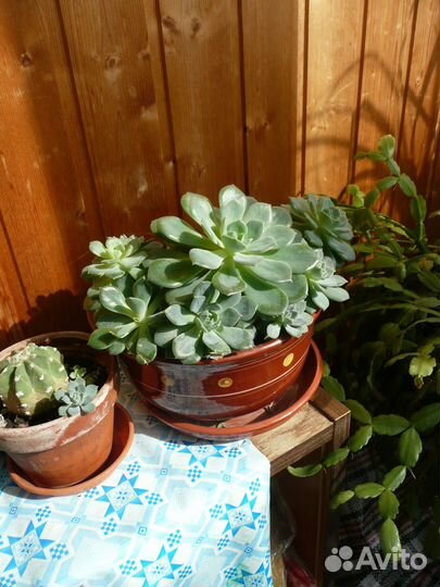 Цветы алоэ, хавортия, суккуленты