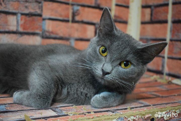 Котенок Шелли русская голубая 7 мес