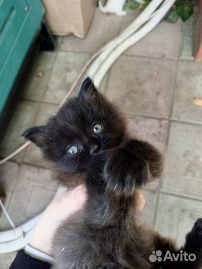 Кошка в дар бесплатно