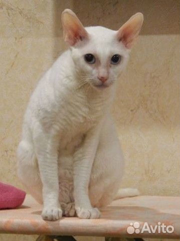 Котята корниш-рекс