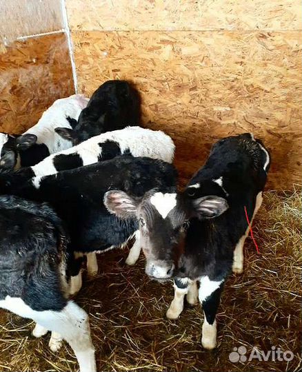 Крс,телята(бычки,тёлки)
