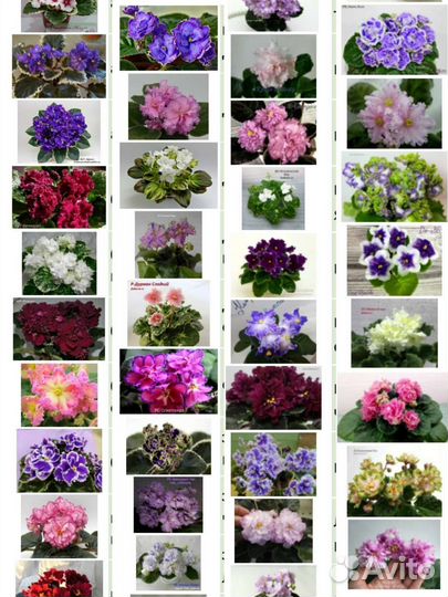 Детки сортовых фиалок