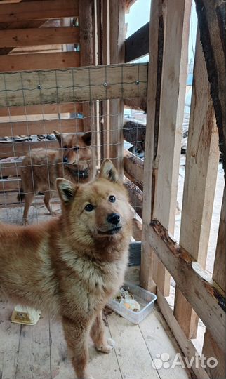 Щенки корелло финская лайка