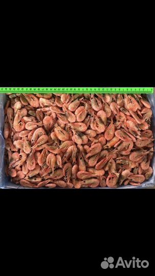 Креветка северная размер 150+