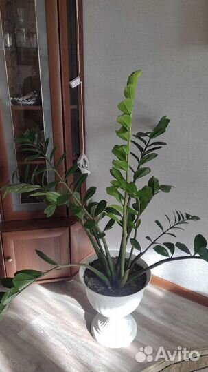 Замиокулькас