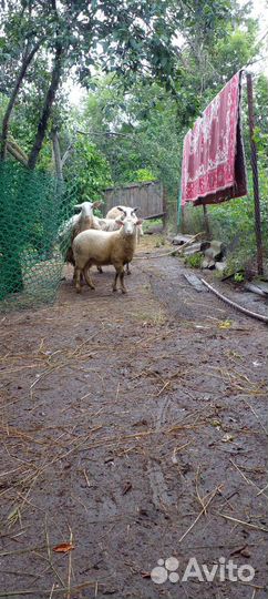 Бараны, овцы