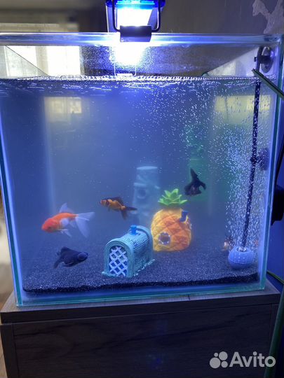 Аквариум с рыбками