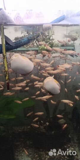 Акквариумные рыбки