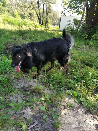 Собака (кобель) в добрые руки