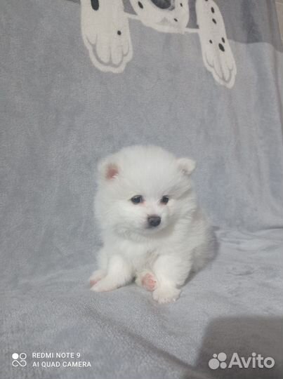 Щенки немецкого шпица