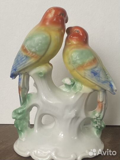 Попугаи Германия