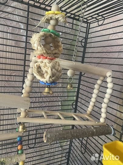 Попугаи (Корелла и Неразлучник)