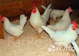 Инкубационное яйцо мини-леггорн В-33