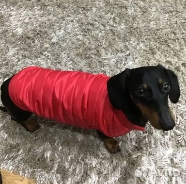 Жилетка для маленьких собак