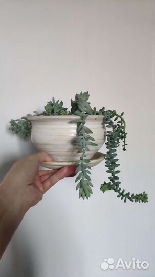 Седум моргана