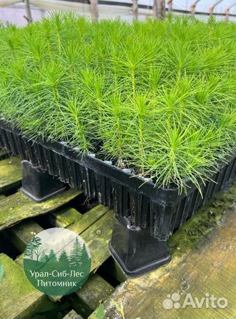 Зкс и окс Сосна Ель Лиственница сеянцы Голуб горн