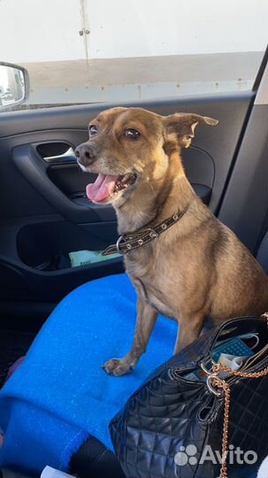 Случка собак