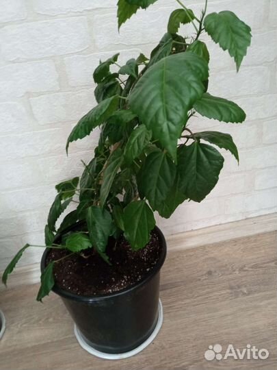 Фикус, Гибискус