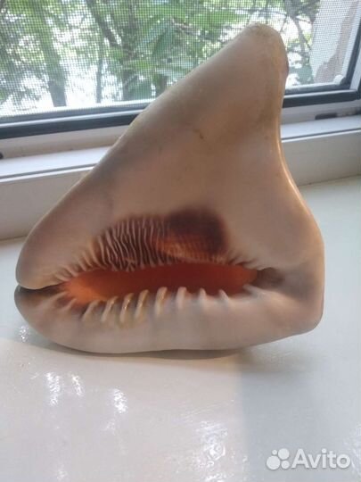 Морская раковина большая