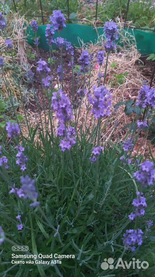 Саженцы лаванды, тимьяна, базилика пряные травы